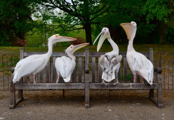 The lack of people in London during the COVID-19 pandemic has allowed the pelicans in St James's Park public park to appropriate the public benches