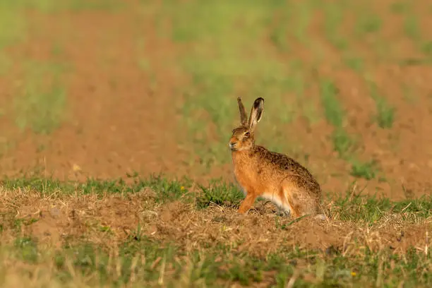 European hare sitting on a field in the evening sun.