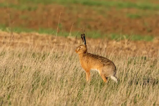 European hare standing on a dry meadow in the evening