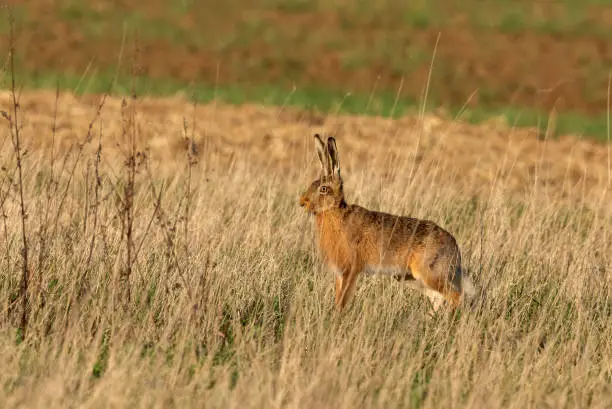European hare standing in a meadow in the evening sunlight.
