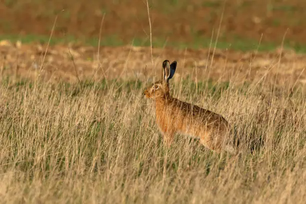 European hare hiding in a dry meadow.