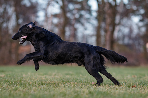 Series of Pictures of a black Flat-Coated Retriever at a Portrait Photo Shooting running across a meadow with green grass in order to fetch a dummy. In the background there are trees which are out of focus and due to this kind of blurred.