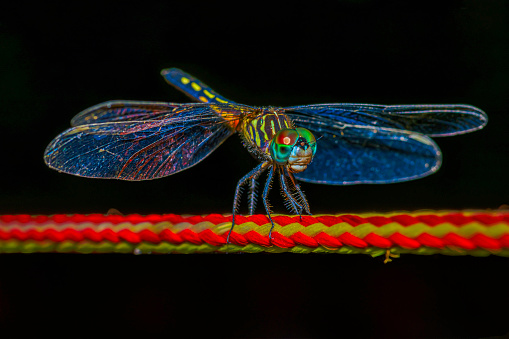 colorful dragon fly perched on yellow and red rope