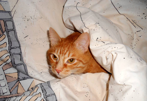istock Fluffy red cat lying under blanket. Ginger kitten resting into master's bed. 1221484669