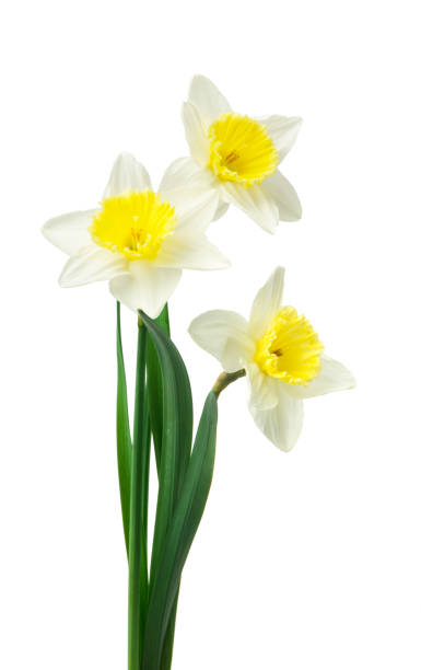 istock Spring floral border, beautiful fresh daffodils flowers, isolated on white background. Selective focus 1221485200