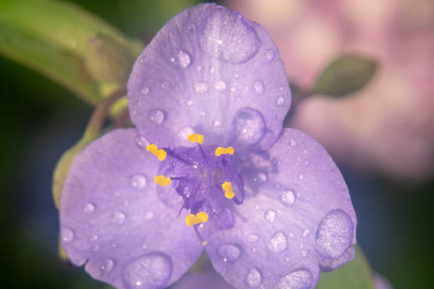 istock Macro photography flowers 1221485234