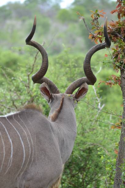 Male Kudu Adult male Kudu in thicket bushbuck stock pictures, royalty-free photos & images