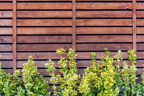 Old Wooden Boards Background with Climbing Vine