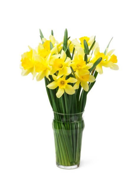 istock Spring floral border, beautiful fresh daffodils flowers, isolated on white background. Selective focus 1221485958