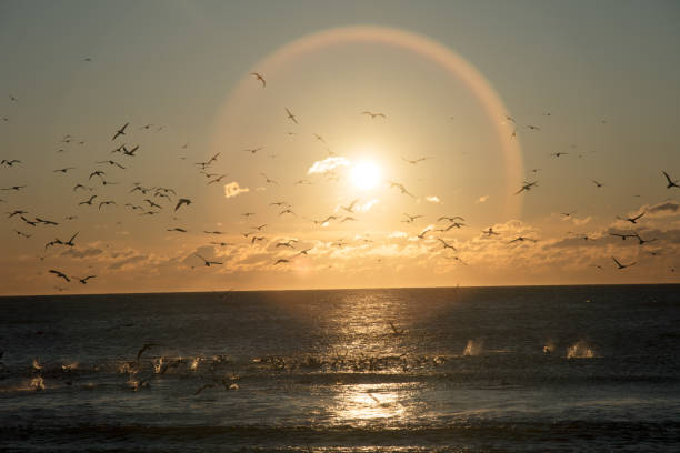 istock Seagulls feeding on a school of fish 1221486032