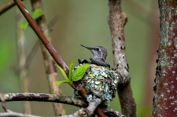 istock Young hummingbird in the nest 1221487425