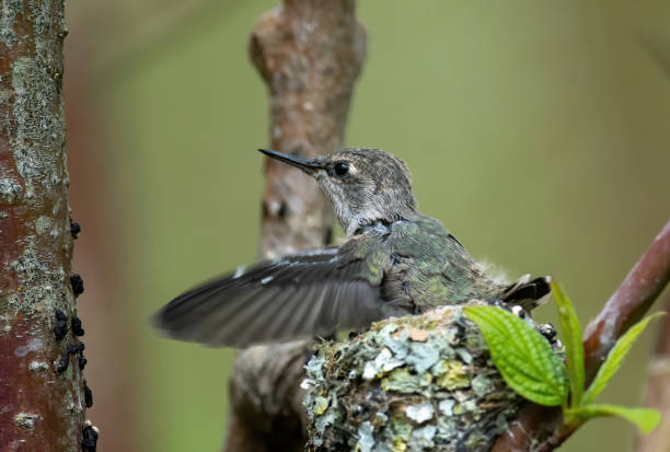 istock Young hummingbird in the nest 1221487429