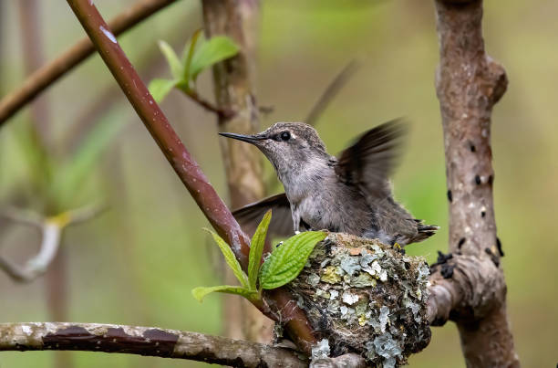 istock Young hummingbird in the nest 1221487430