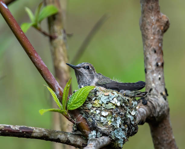 istock Young hummingbird in the nest 1221487455