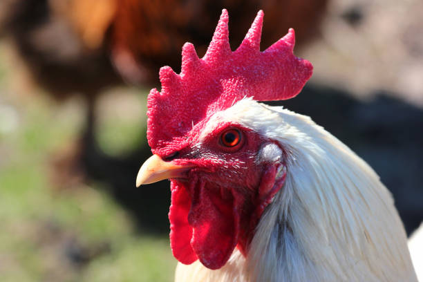 istock Head of a white rooster 1221487803