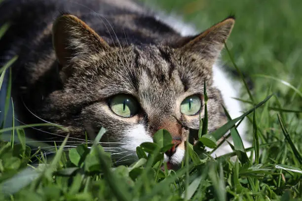 Just before the attack. A small brown-white cat lies crouched in the grass in wait
