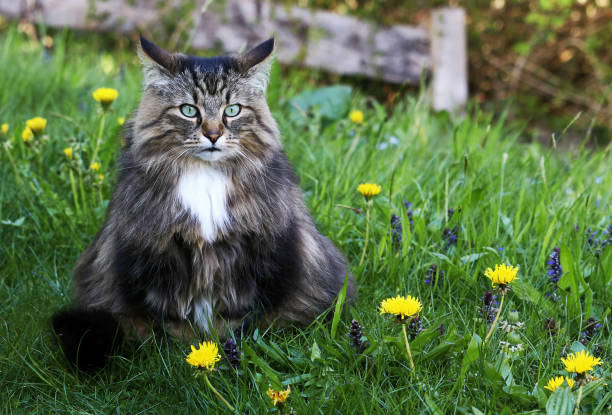 istock A young Norwegian Forest Cat sitting with a funny view on a meadow with dandelion 1221488748