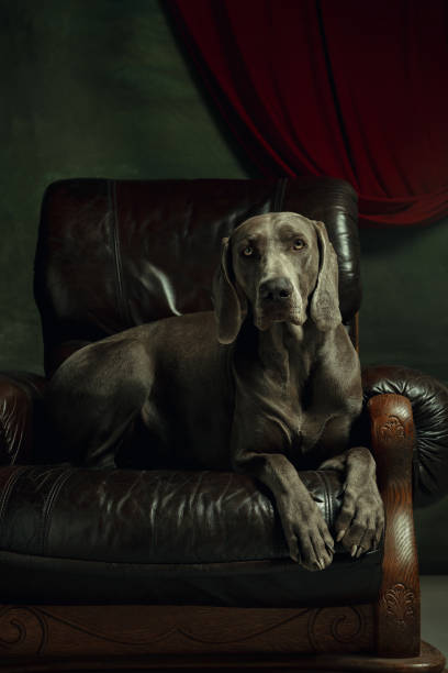istock Studio shot of weimaraner dog like a medieval aristocrat 1221488761