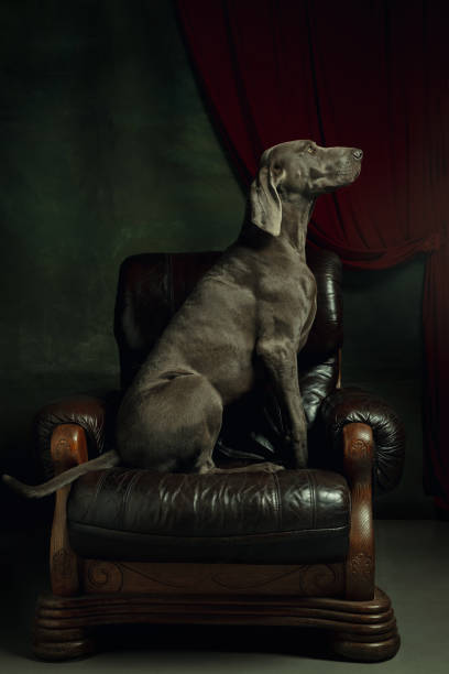 istock Studio shot of weimaraner dog like a medieval aristocrat 1221488764