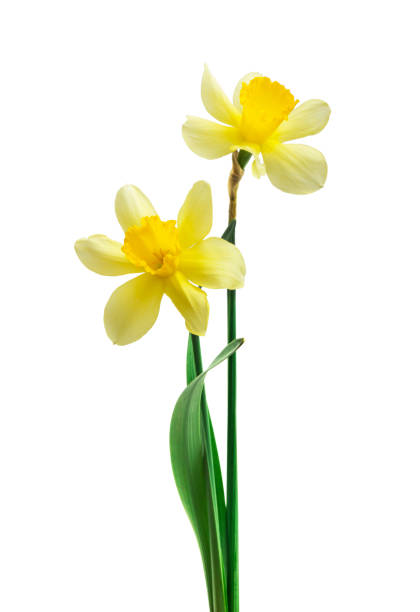 istock Spring floral border, beautiful fresh daffodils flowers, isolated on white background. Selective focus 1221491434