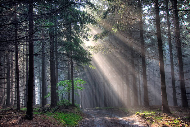 istock road and coniferous forest in fog 122149186