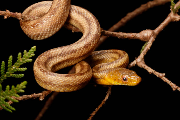 istock Yellow Rat Snake Portrait 1221493612