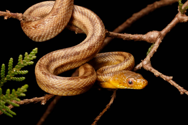 Yellow Rat Snake Portrait Climbing Yellow Rat Snake. Captive elaphe obsoleta quadrivittata stock pictures, royalty-free photos & images