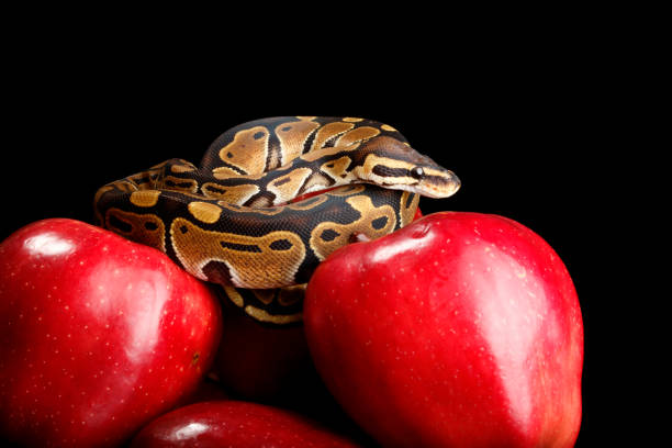 Green Balll Python Green Ball Python Stock Photos, Pictures & Royalty-Free Images - iStock