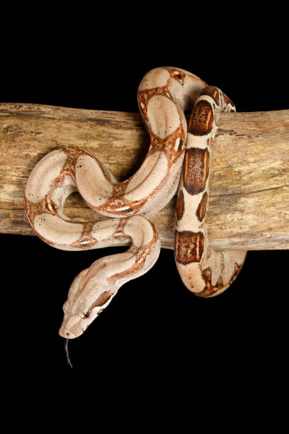 コロンビアレッドテールボアは枝に巻き付けた - 垂直 - red tailed boa ストックフォトと画像