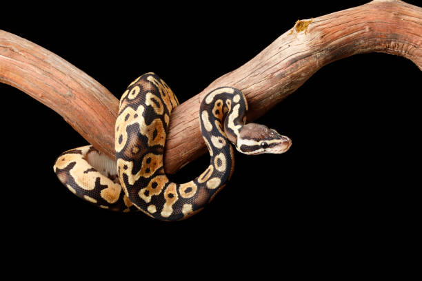 Ball Python on Branch looking right stock photo