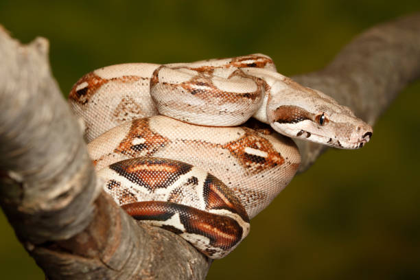 istock Colombian Red Tail Boa perched on branch 1221493646