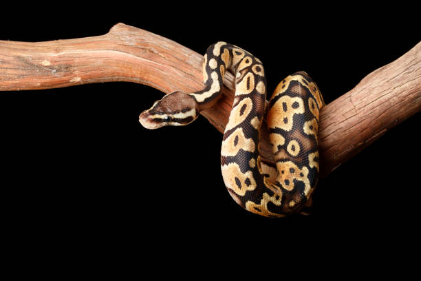 Ball Python on branch looking left stock photo