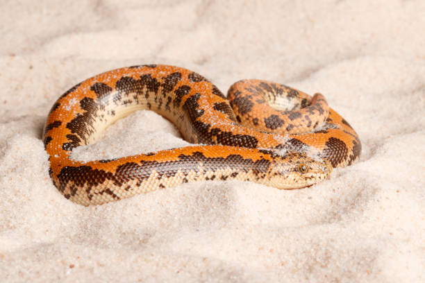 istock Kenyan sand boa full body 1221493665