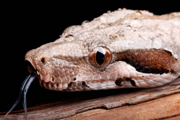 istock Colombian Red Tail Boa portrait 1221493674