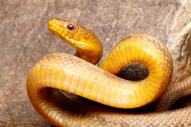Yellow Rat Snake - Defensive position Yellow Rat Snake in a defensive position. Captive elaphe obsoleta quadrivittata stock pictures, royalty-free photos & images