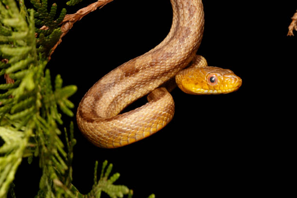Yellow Rat Snake - hanging from branch Yellow Rat Snake hanging from branch. Captive elaphe obsoleta quadrivittata stock pictures, royalty-free photos & images