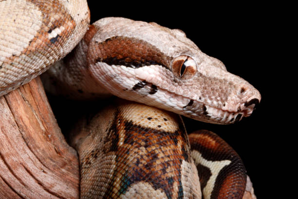 Colombian Red Tail Boa portrait stock photo