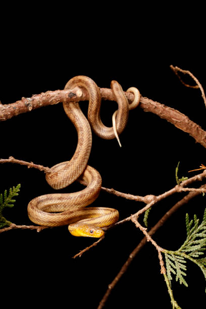 Yellow Rat Snake - hanging from branch - Vertical Yellow Rat Snake hanging from branch vertical - full body.  Captive elaphe obsoleta quadrivittata stock pictures, royalty-free photos & images