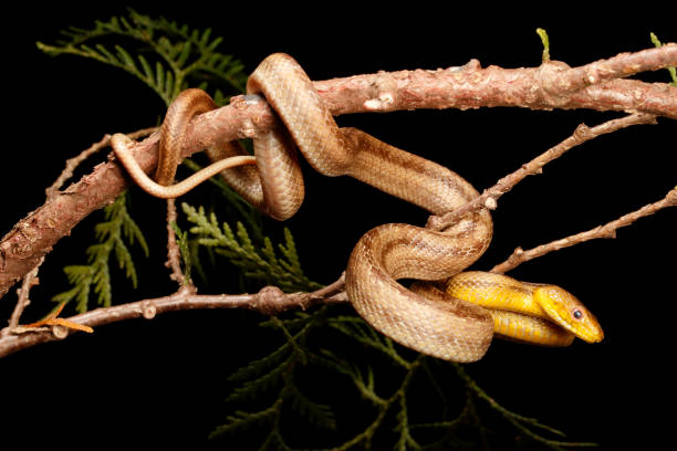 istock Yellow Rat Snake in tree branch 1221493723