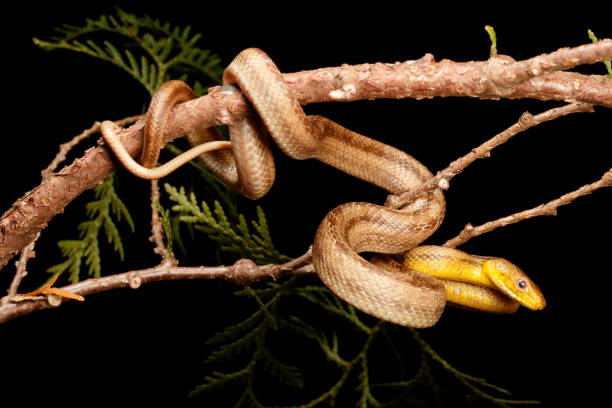 Yellow Rat Snake in tree branch Yellow Rat Snake in tree branch - full body.  Captive elaphe obsoleta quadrivittata stock pictures, royalty-free photos & images