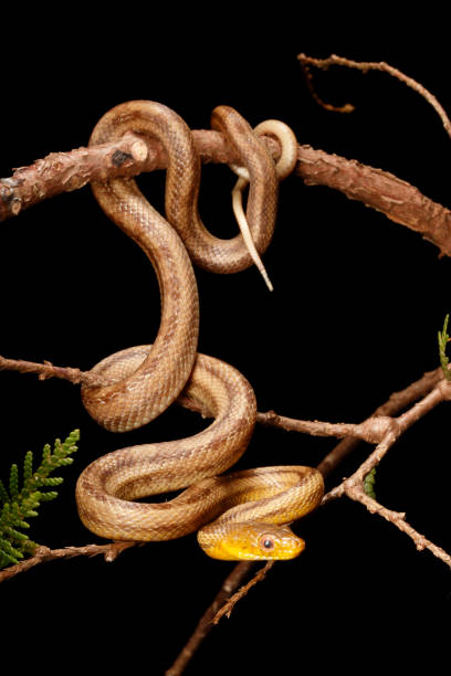 Yellow Rat Snake in tree branch - vertical Yellow Rat Snake in tree branch - full body - vertical.  Captive elaphe obsoleta quadrivittata stock pictures, royalty-free photos & images