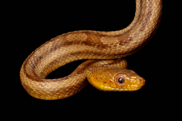 Yellow rat snake Yellow Rat Snake portrait. Captive elaphe obsoleta quadrivittata stock pictures, royalty-free photos & images