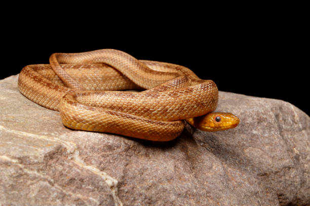 Yellow Rat Snake on rock. Yellow Rat Snake coiled on rock  .  Captive elaphe obsoleta quadrivittata stock pictures, royalty-free photos & images