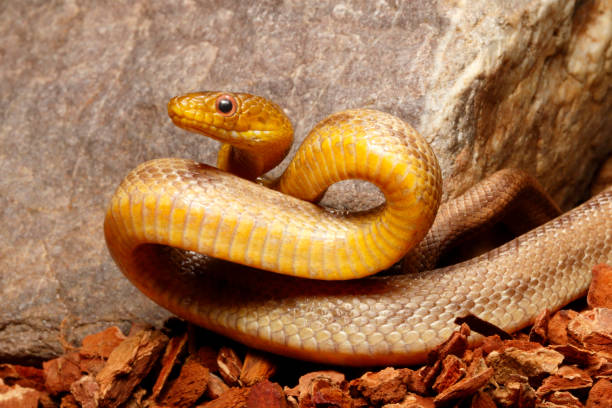 Yellow Rat Snake in defensive position in front of rock. Yellow Rat Snake in defensive position  .  Captive elaphe obsoleta quadrivittata stock pictures, royalty-free photos & images