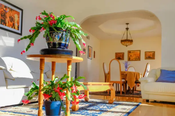 View of sunlit living room in Midwestern house with blooming house plants and photos on the wall; dining room in