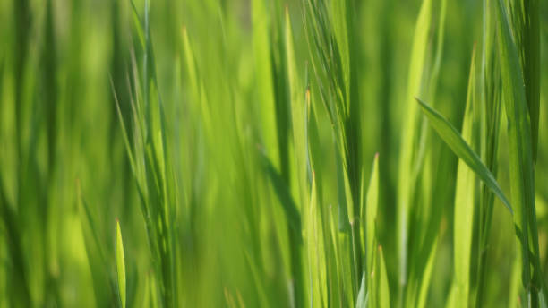 istock lush green fresh juicy grass, beautiful spring 1221495710