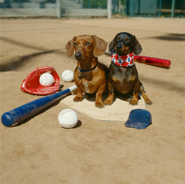 赤い茶色のダックスフントと黒と日焼けしたワイナー犬がホームプレートに座っています。彼らはソフトボール犬です。彼らは彼らの金属バット、手袋とボールに囲まれています。 - baseball dirt softball baseball diamond ストックフォトと画像