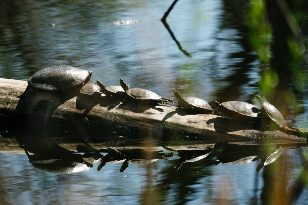 группа окрашенных черепах греются вместе на солнце на бревне - riverbank marsh water pond стоковые фото и изображения