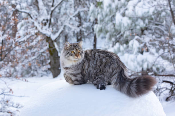 sibiriska i snö - sibirisk katt bildbanksfoton och bilder