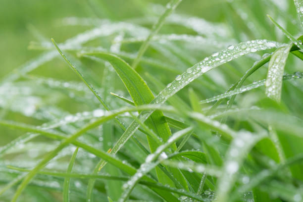 eco growing cover of green lawn and wet grass with dew drops on a fresh early summer morning, eco-friendly background on the theme of greenhouse effect and global warming close-up.
